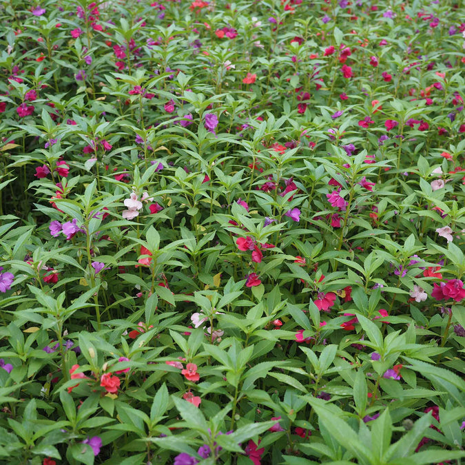 Balsam Seeds - Impatiens