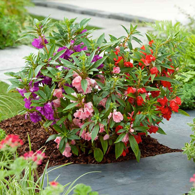 Impatiens Seeds - Bush Mixed