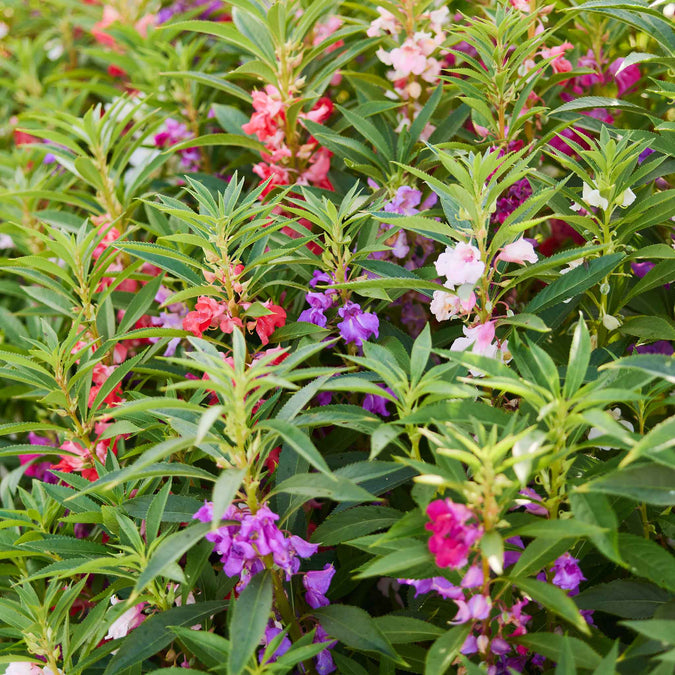 Impatiens Seeds - Camelia Flowered Mixed