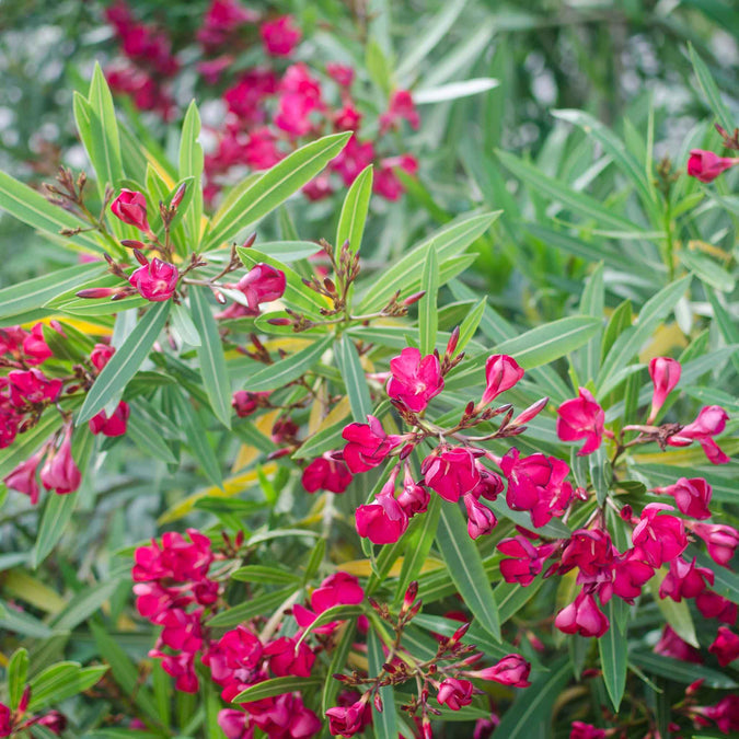 Impatiens Seeds - Carmine