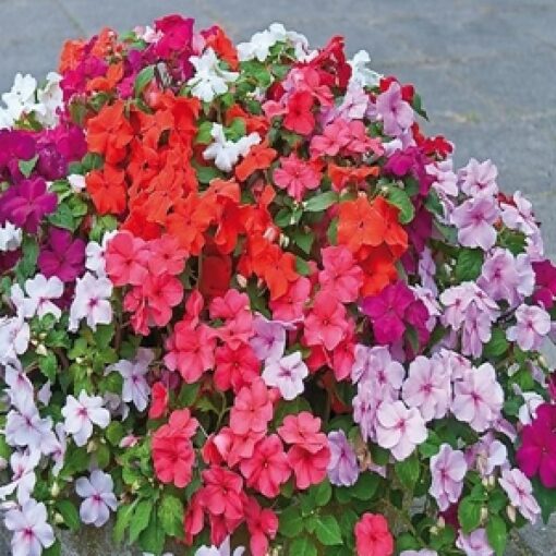 Impatiens F2 Imported heirloom non-gmo organic garden seeds