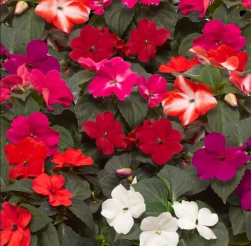 Impatiens Imara Imported heirloom non-gmo organic garden seeds