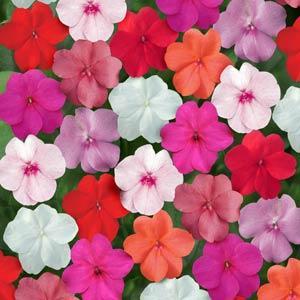 Impatiens Super Elfin Imported heirloom non-gmo organic garden seeds