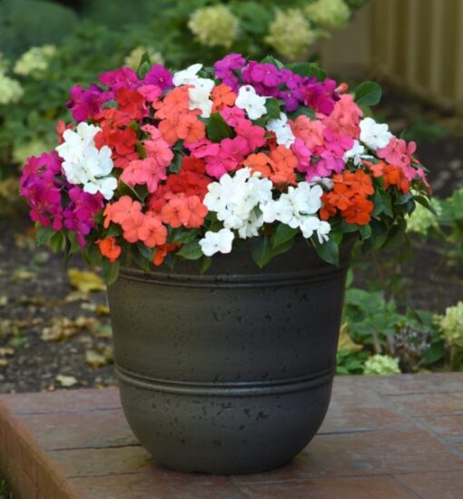 Impatiens Beacon Imported heirloom non-gmo organic garden seeds