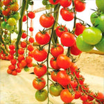 Imperatorskiy Tomato Seeds – Regal Russian Tomato with Rich Flavor - Dharaseeds