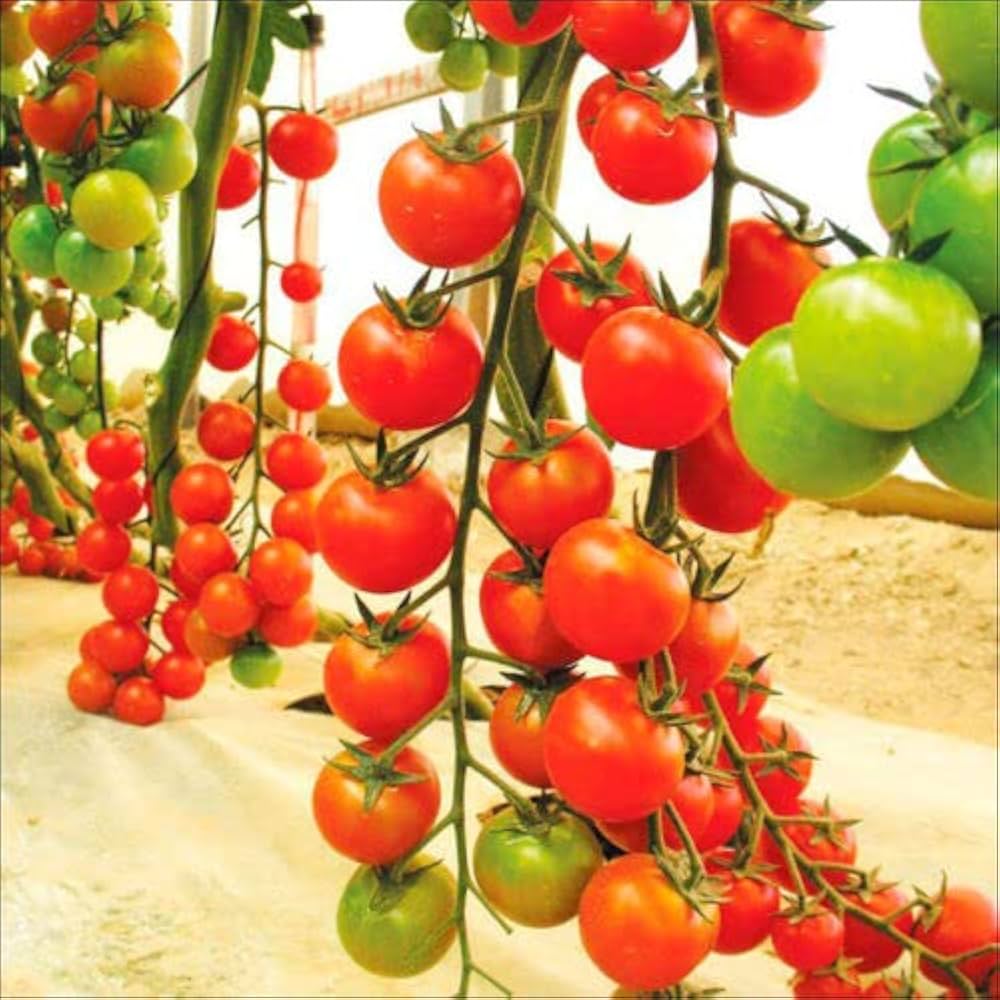 Imperatorskiy Tomato Seeds – Regal Russian Tomato with Rich Flavor - Dharaseeds