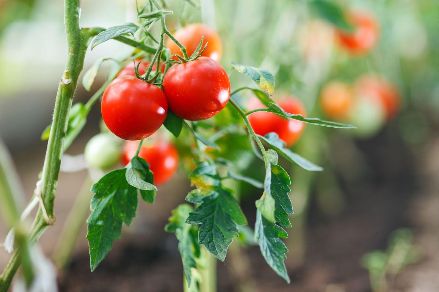 Imperatorskiy Tomato Seeds – Regal Russian Tomato with Rich Flavor - Dharaseeds