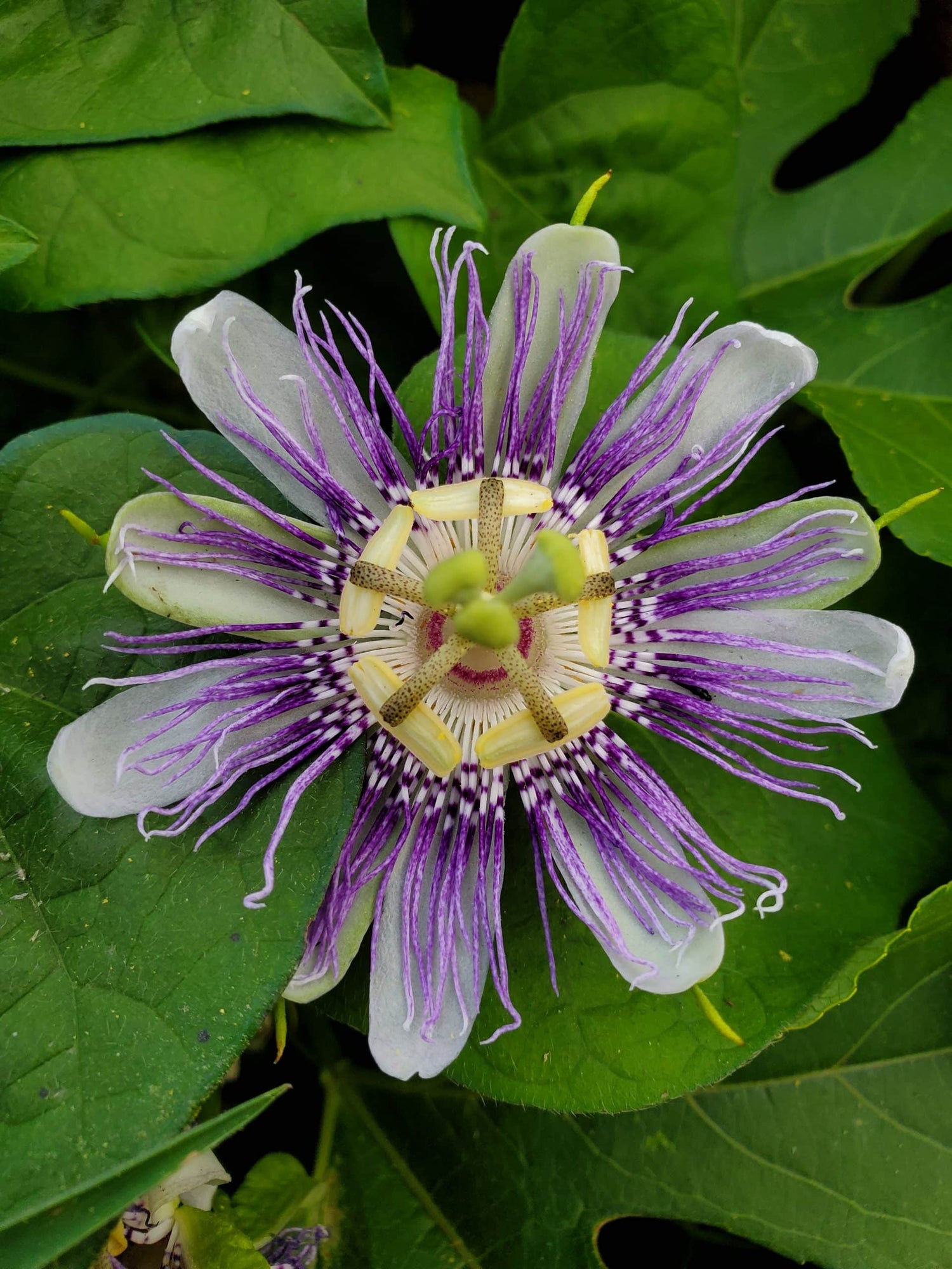 Maypop (Passiflora incarnata) Seeds