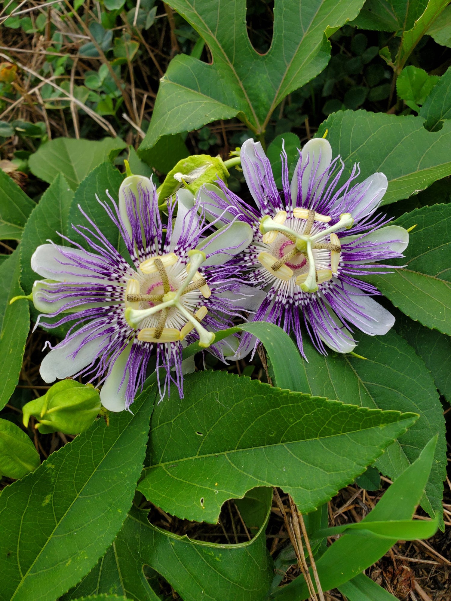 Maypop (Passiflora incarnata) Seeds