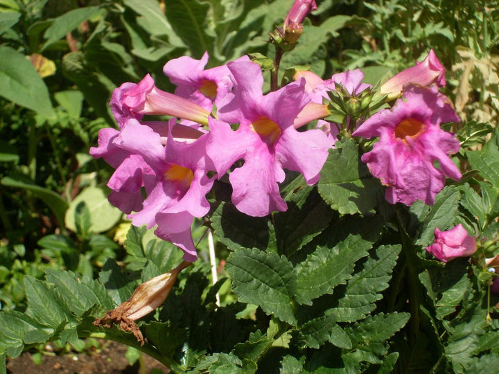 Incarvillea Delavayi Plant Seeds for Planting - 100