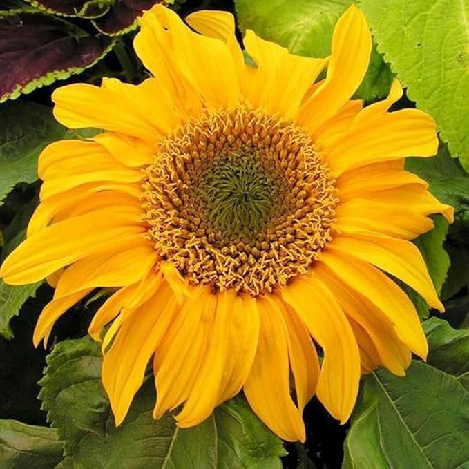 Incredible Dwarf Sunflower Seeds – Compact Helianthus Annuus Variety - Dharaseeds
