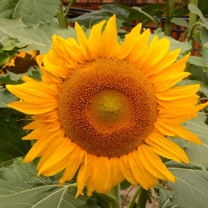 Incredible Dwarf Sunflower Seeds – Compact Helianthus Annuus Variety - Dharaseeds