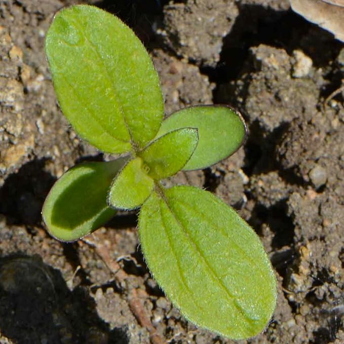 Incredible Dwarf Sunflower Seeds – Compact Helianthus Annuus Variety - Dharaseeds