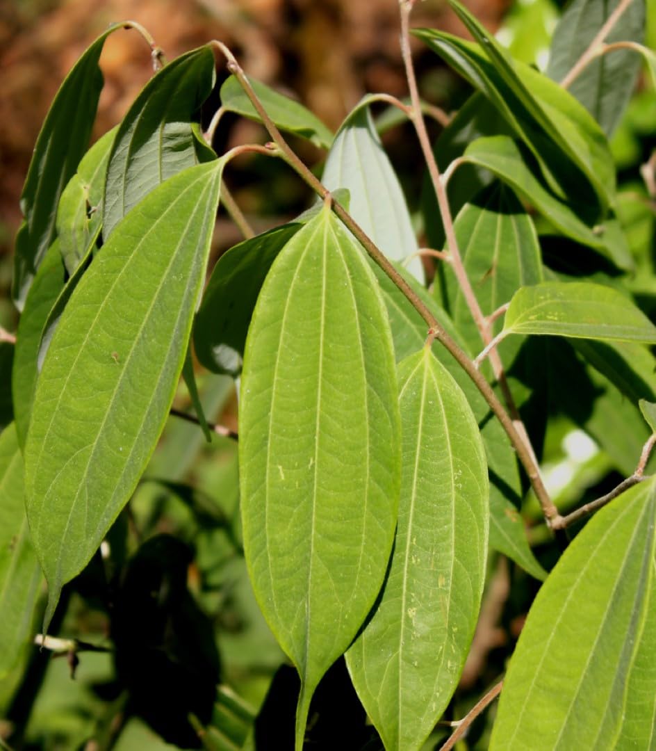 Indian bay leaf seeds for kitchen garden and container growing
