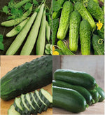 Indian Cucumber Root Medeola virginiana herb seeds for planting in shady home gardens - Dharaseeds