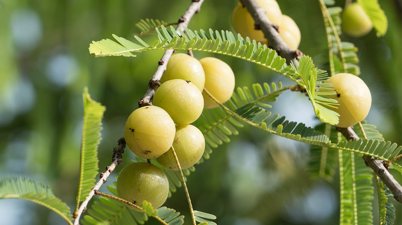 Gooseberry (Ribes uva-crispa)