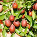 young jujube plant grown from seeds