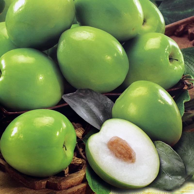 Rare heirloom Indian Jujube seeds Non GMO for planting