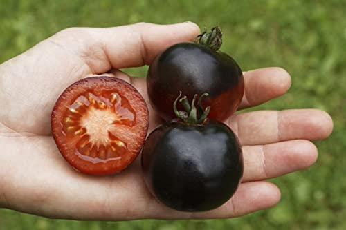 Indian Stripes Tomato Solanum lycopersicum vegetable seeds for planting in kitchen garden - Dharaseeds