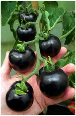 Indian Stripes Tomato Solanum lycopersicum vegetable seeds for planting in kitchen garden - Dharaseeds