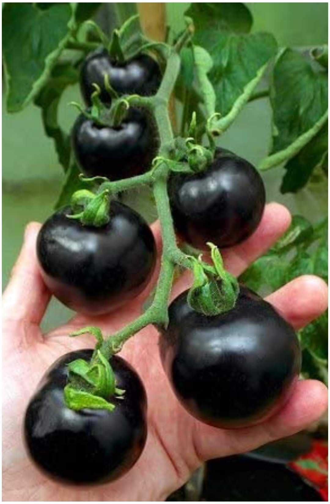 Indian Stripes Tomato Solanum lycopersicum vegetable seeds for planting in kitchen garden - Dharaseeds