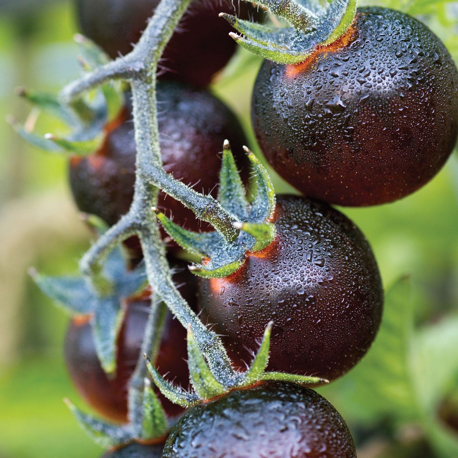 Indigo Blue Berries Tomato Solanum lycopersicum vegetable seeds for planting in vertical garden containers - Dharaseeds