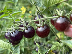 Indigo Blue Berries Tomato Solanum lycopersicum vegetable seeds for planting in vertical garden containers - Dharaseeds
