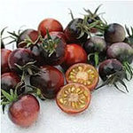 Indigo Blue Berries Tomato Solanum lycopersicum vegetable seeds for planting in vertical garden containers - Dharaseeds