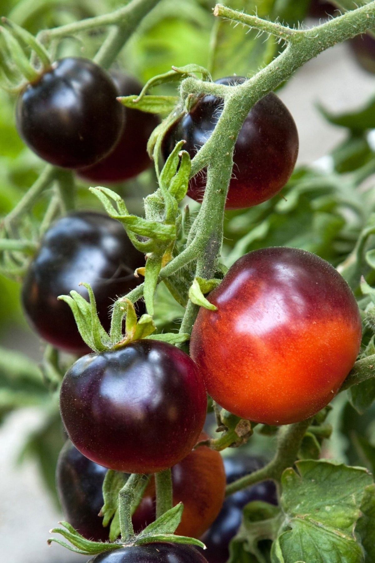 Indigo Rose Tomato Solanum lycopersicum vegetable seeds for planting in shaded kitchen garden beds - Dharaseeds