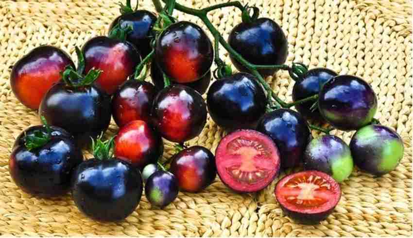 Indigo Rose Tomato Solanum lycopersicum vegetable seeds for planting in shaded kitchen garden beds - Dharaseeds