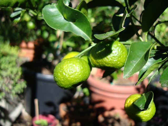 Indonesian Lime (Citrus hystrix)