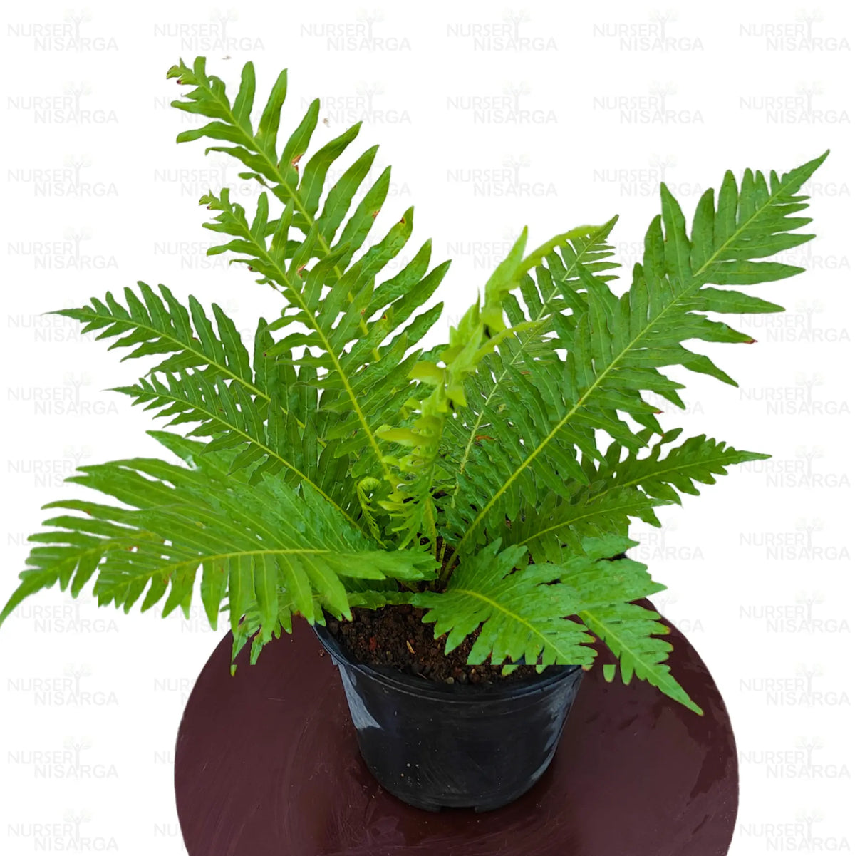 Indoor fern seeds for home garden container planting