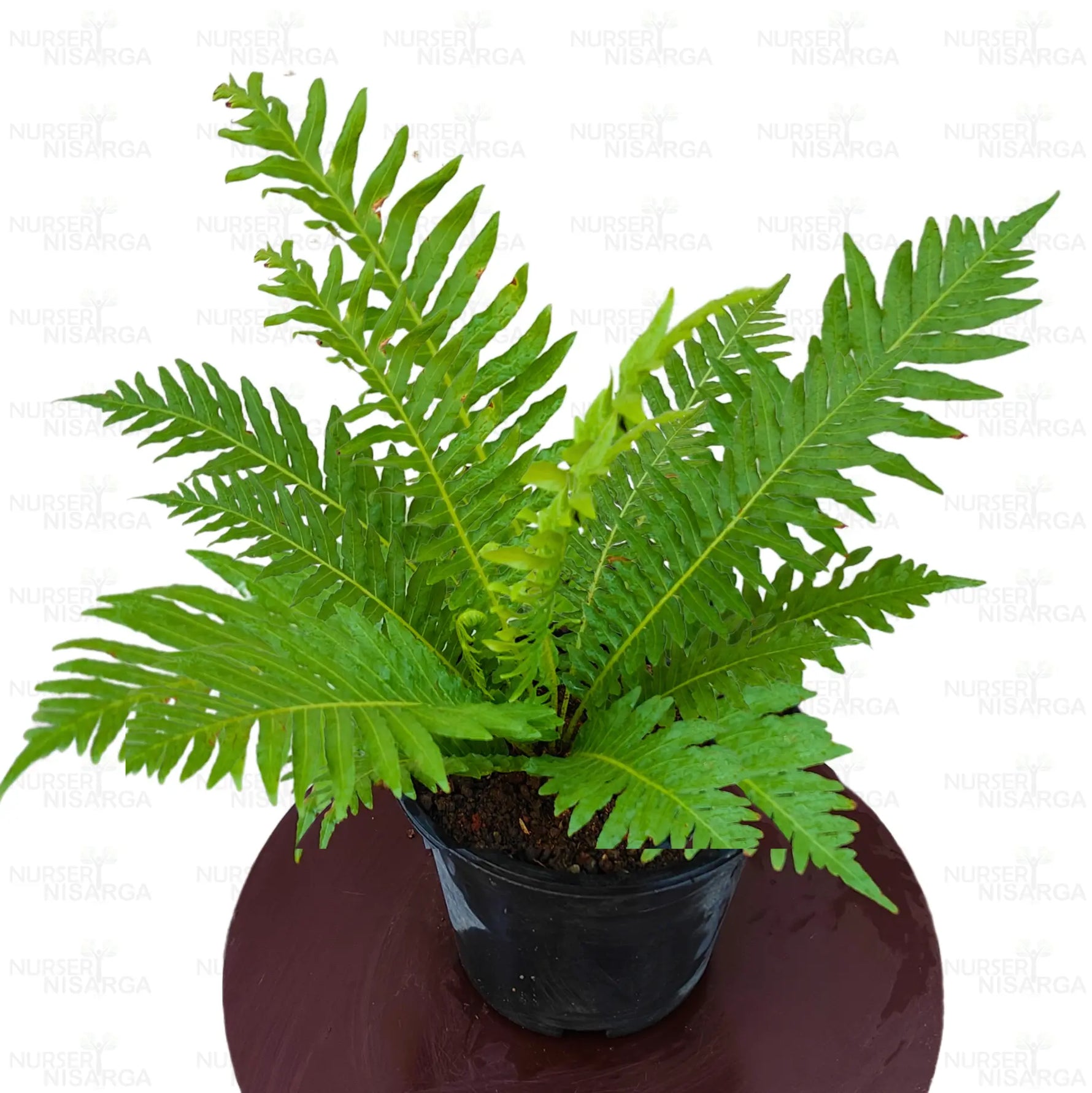 Indoor fern seeds for home garden container planting