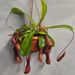 Tropical pitcher plant grown from premium quality seeds