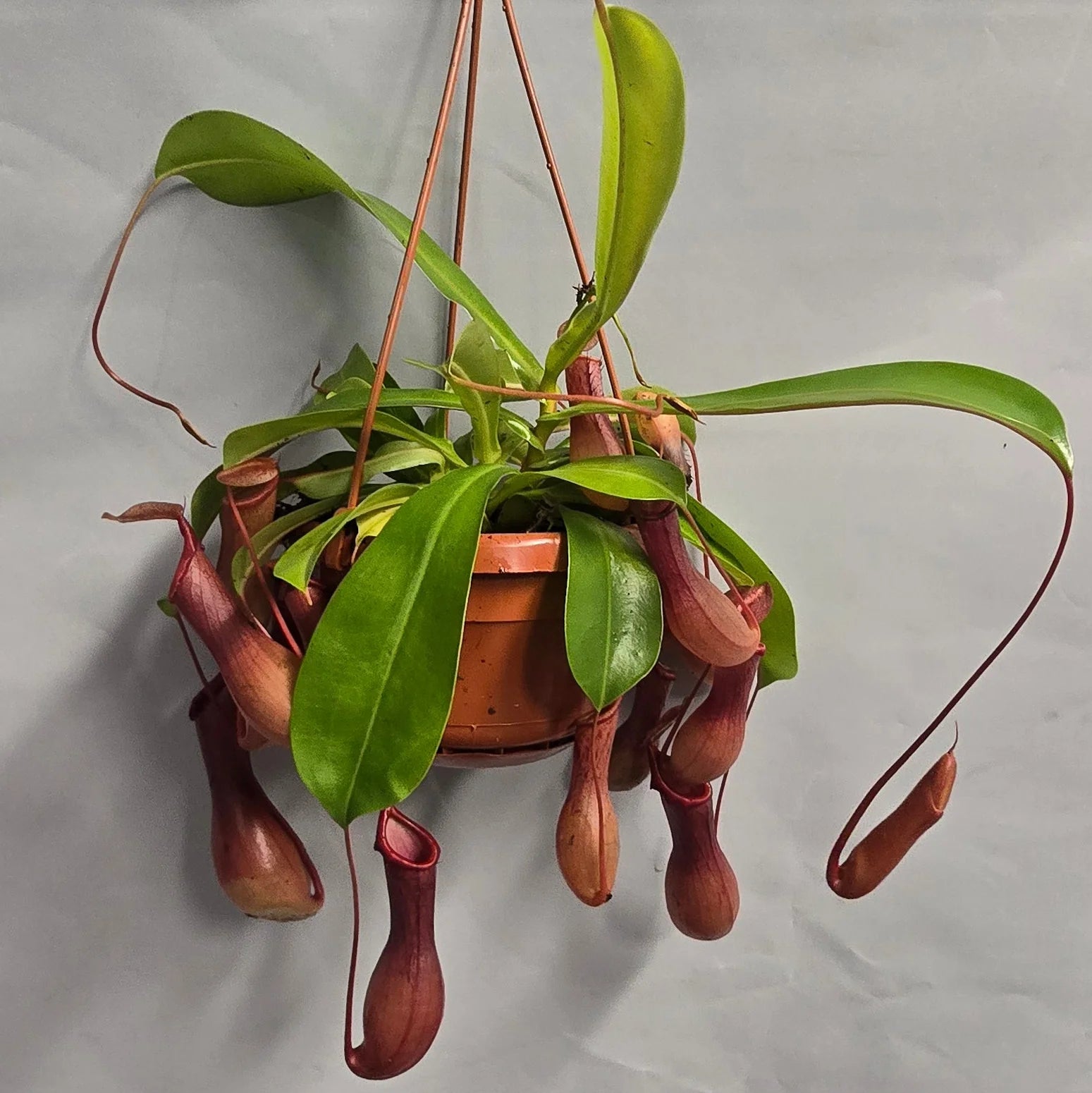 Tropical pitcher plant grown from premium quality seeds