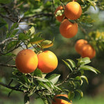 Indoor orange bonsai seeds high germination and strong growth