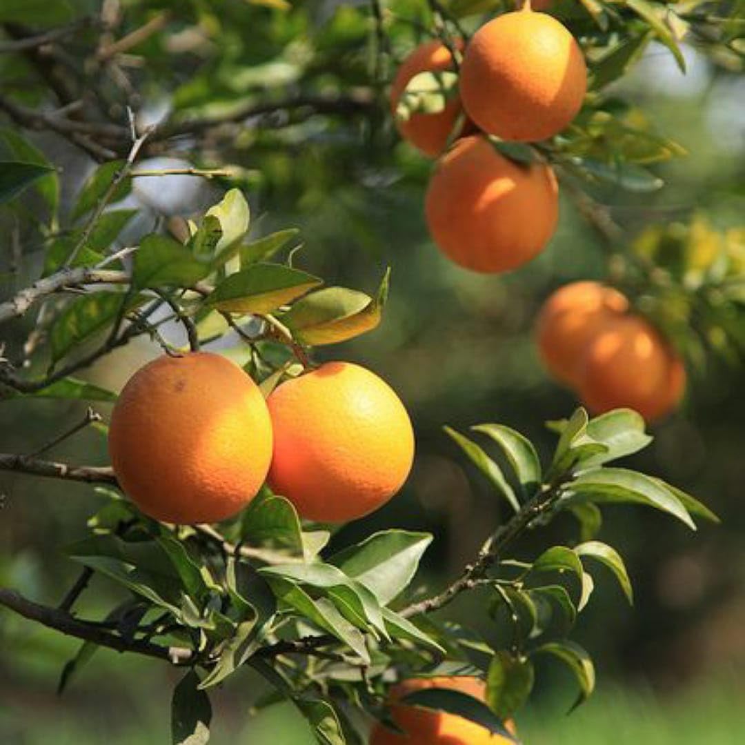 Indoor orange bonsai seeds high germination and strong growth