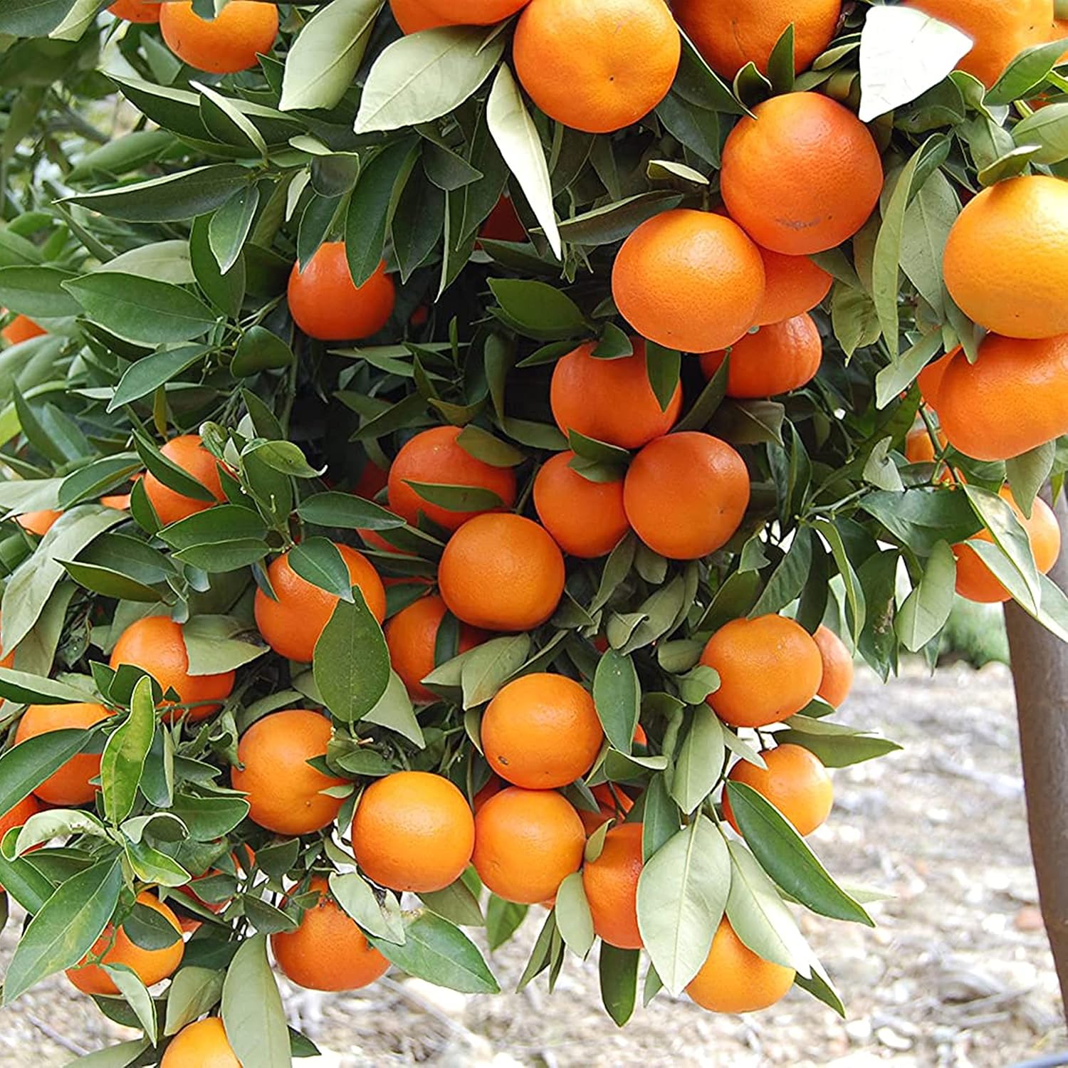 Indoor orange tree plant grown from bonsai seeds