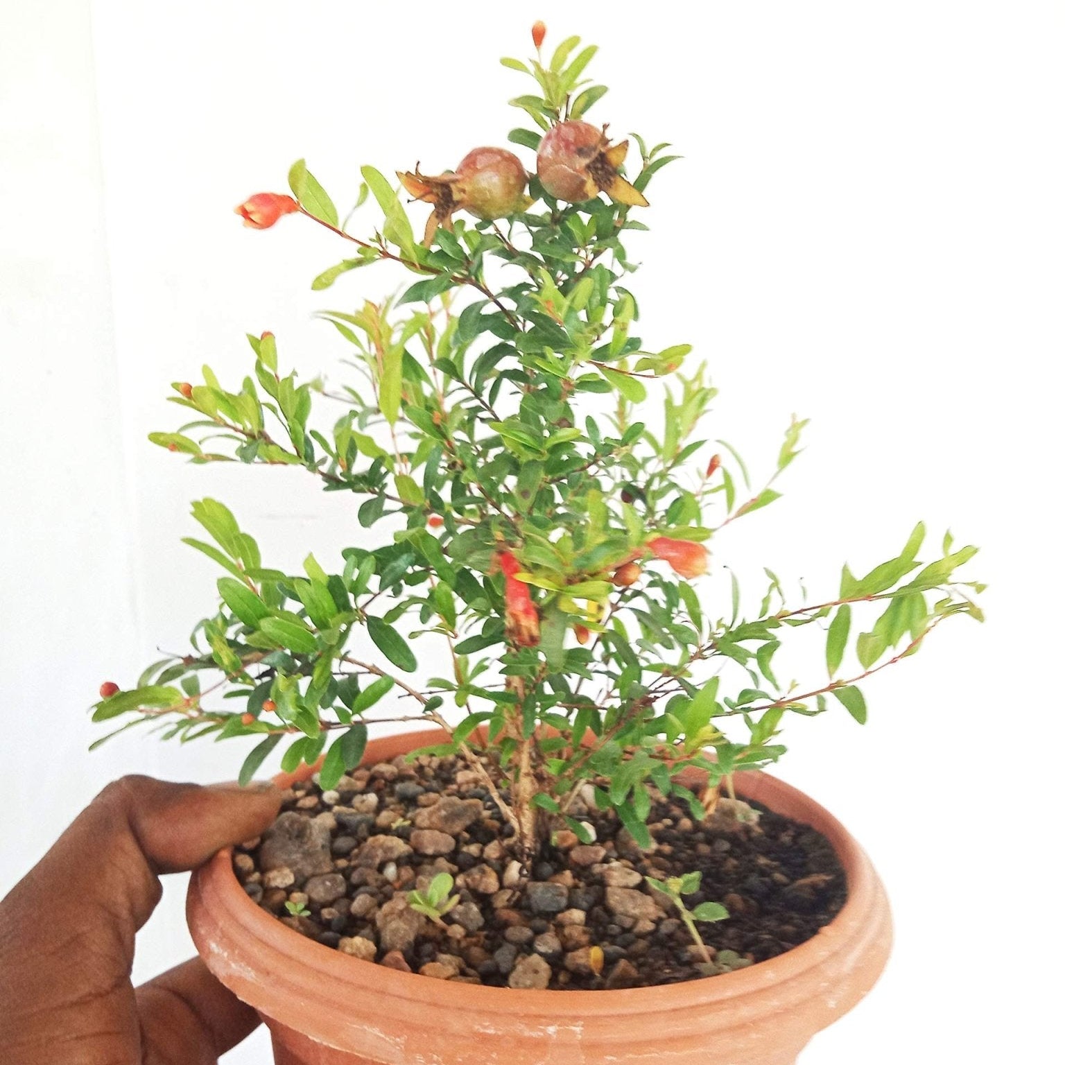 Seeds for indoor and outdoor pomegranate bonsai growing