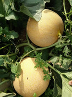 Infinite Gold hybrid cantaloupe seeds non GMO high germination