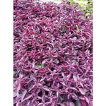 Purple Iresine Planting Seeds for Garden NON GMO Seeds Dhara Seeds