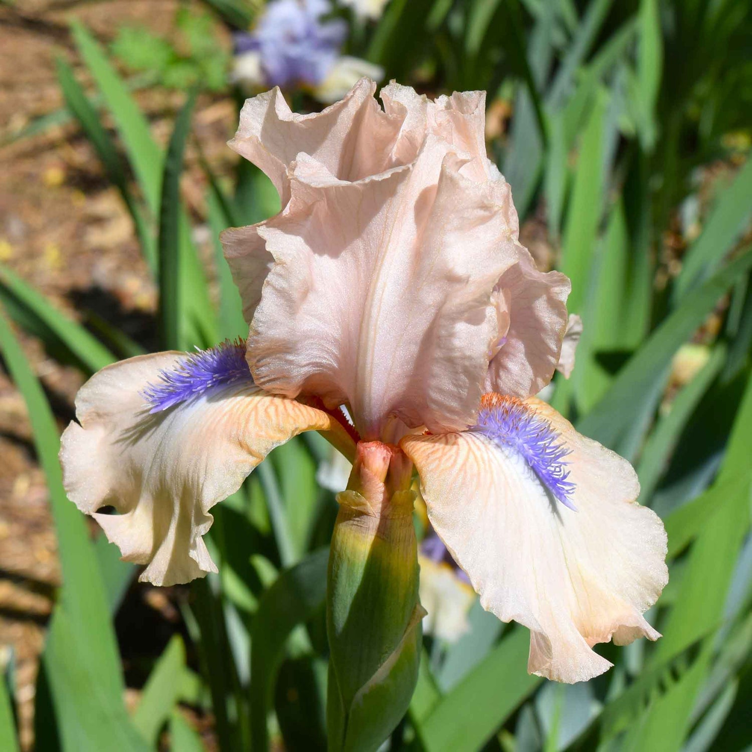 Re-Blooming Bearded Iris - Concertina