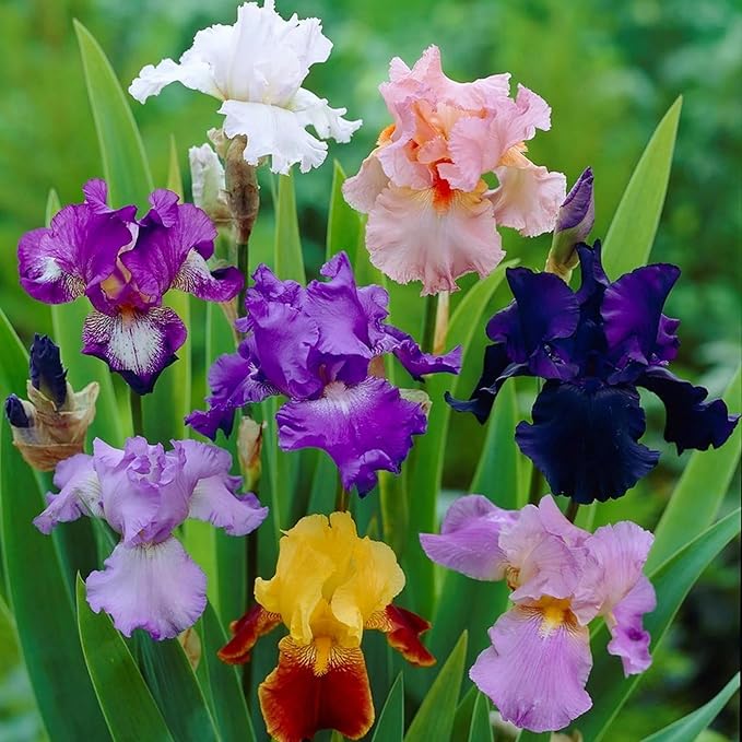 Iris Germanica Seeds – Two-Color Heirloom Variety for Garden Borders ...