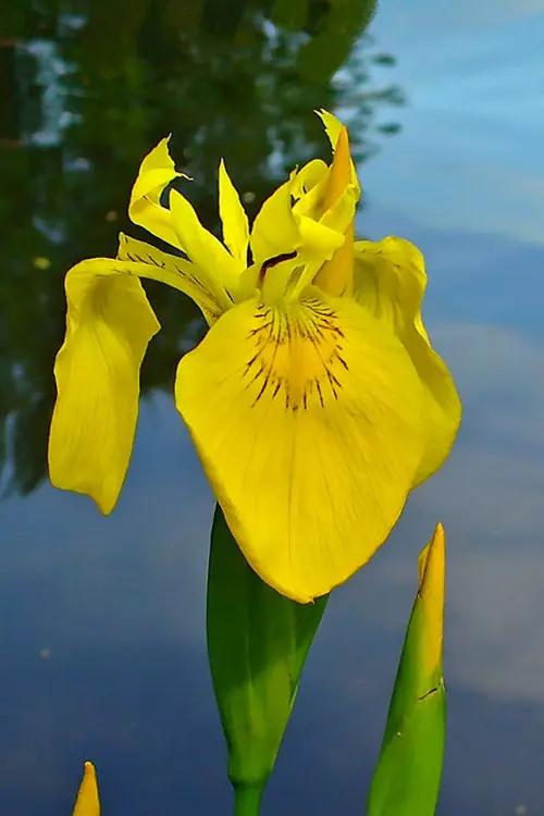 Flag Flower Seeds for Planting - NON GMO Seeds Dhara Seeds