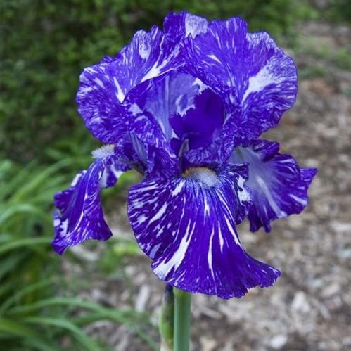 Iris Seeds – Elegant Sword - Like Leaves and Stunning Blooms - Dharaseeds