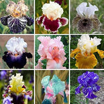 Iris Seeds – Elegant Sword - Like Leaves and Stunning Blooms - Dharaseeds