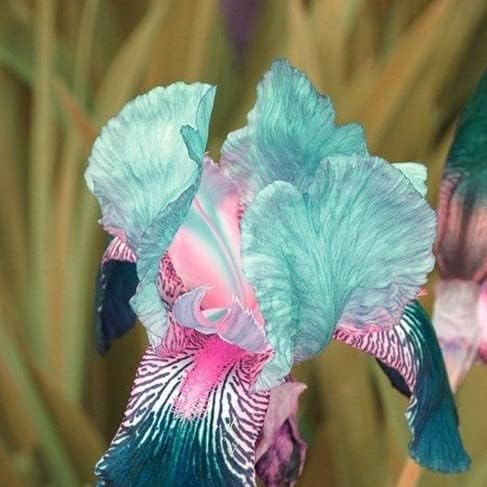 Iris Seeds – Elegant Sword - Like Leaves and Stunning Blooms - Dharaseeds