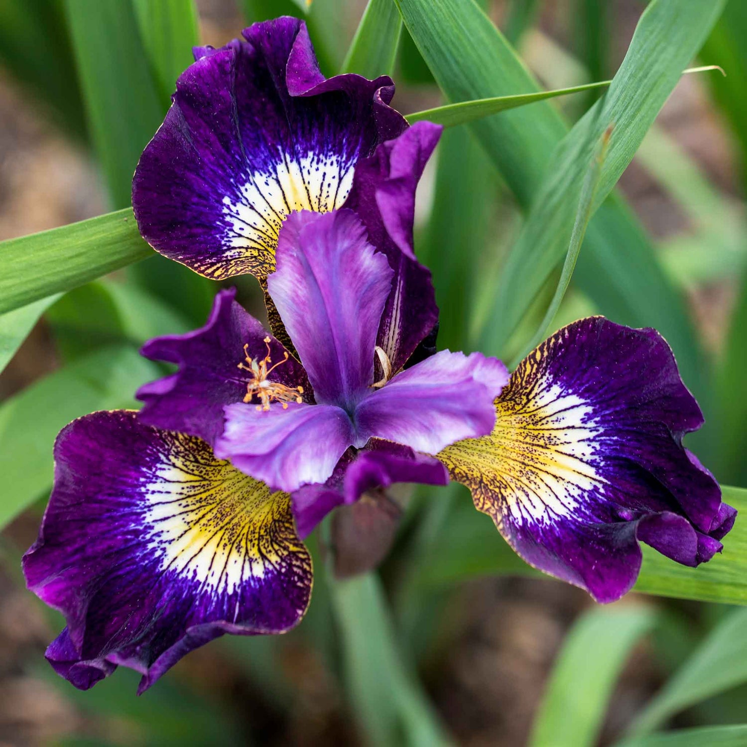 Siberian Iris Roots - Contrast In Styles