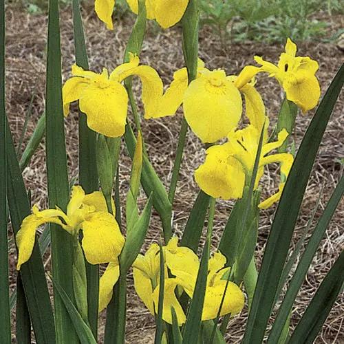 Flag Flower Seeds for Planting - NON GMO Seeds for planting in home garden