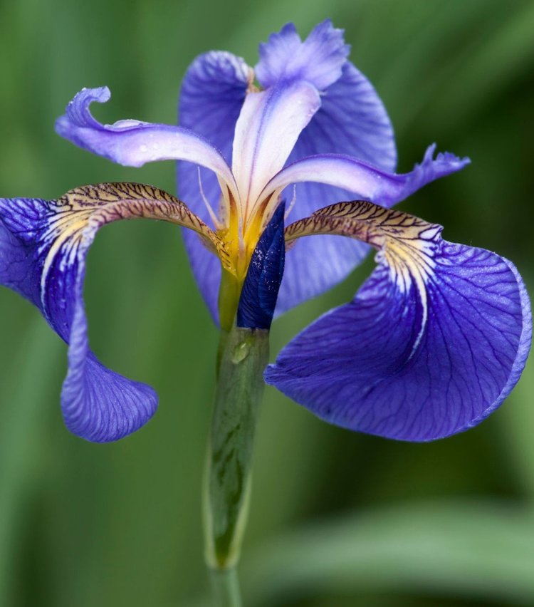 Blue Iris Setosa